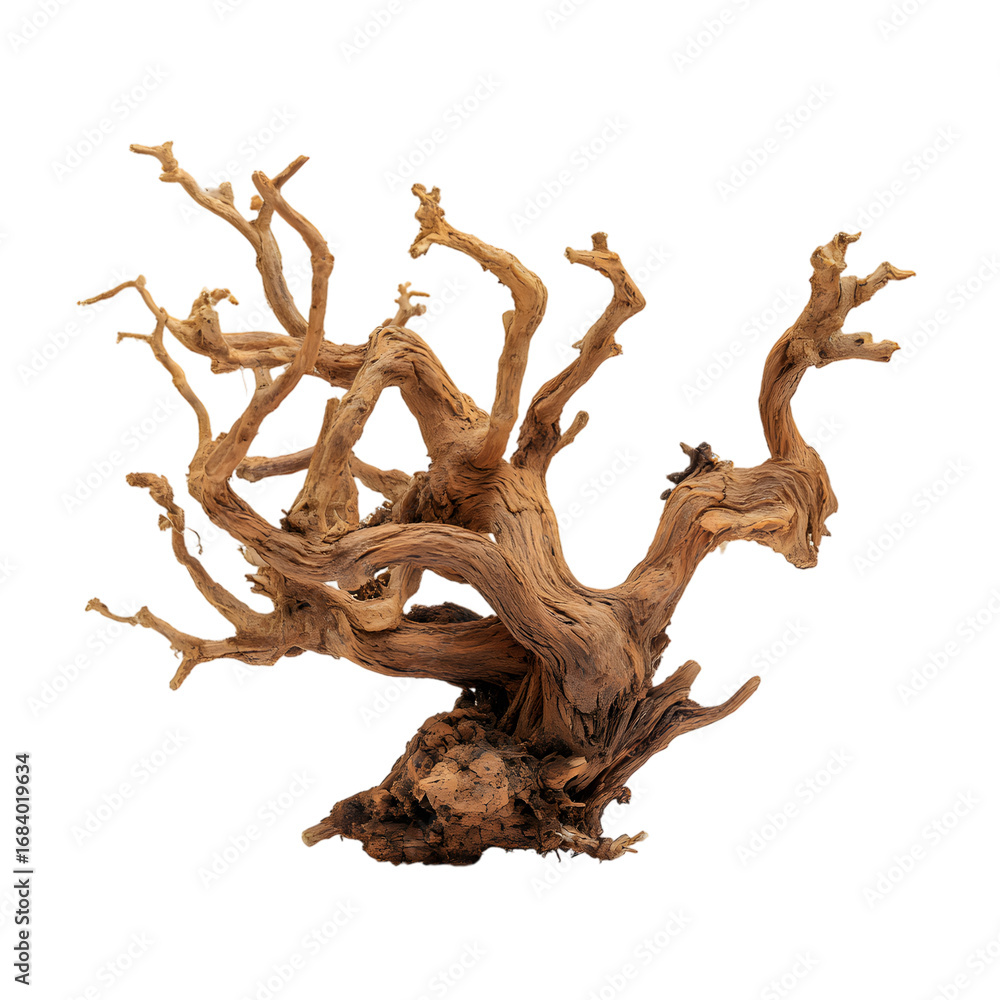 Fototapeta premium Intricate Mangrove Wood Aquarium Decor Natural Bonsai Inspiration isolated on transparent background