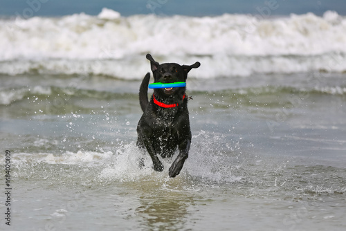 Photography Black Labrador adult dog with a red collar running through water towards the cam
