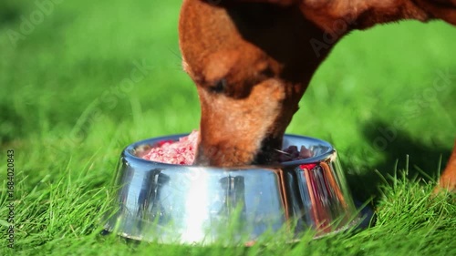 Brown dog lowers muzzle to shiny metal bowl, bites and licks raw meat, chews pieces with tongue movements, keeping head deep inside while feeding on grass in daylight