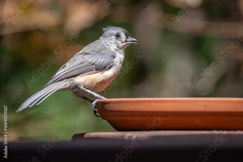фотографія A small gray and white tufted titmouse perches on the edge of a dish, pausing now and then to sip water