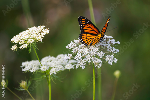 Photos Viceroy butterfly feeding on a  Queen Anne's lace flower