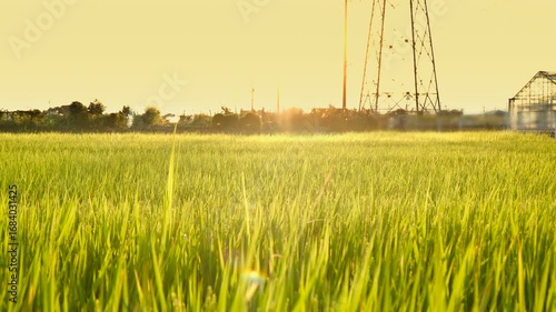 風に揺れる綺麗な水田の稲