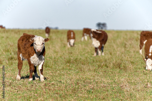 one brown and white Argentinian Polled Hereford calves in a field looking at the camera