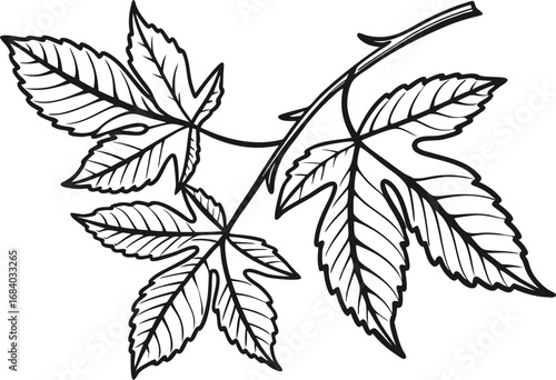 Vector art of detailed maple leaves, showcasing intricate vein patterns and natural shapes, ideal for botanical illustrations and autumnthemed designs