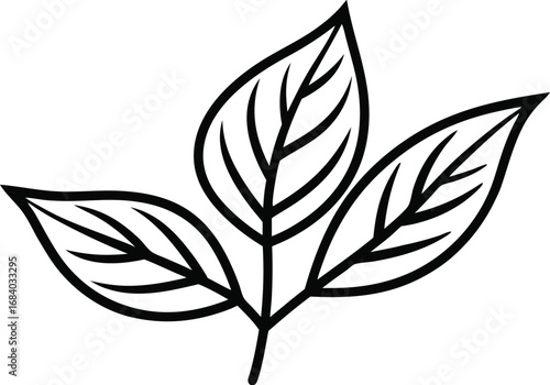 Vector art of three simple leaves, showcasing their detailed veins and natural shapes, ideal for botanical illustrations and naturethemed designs