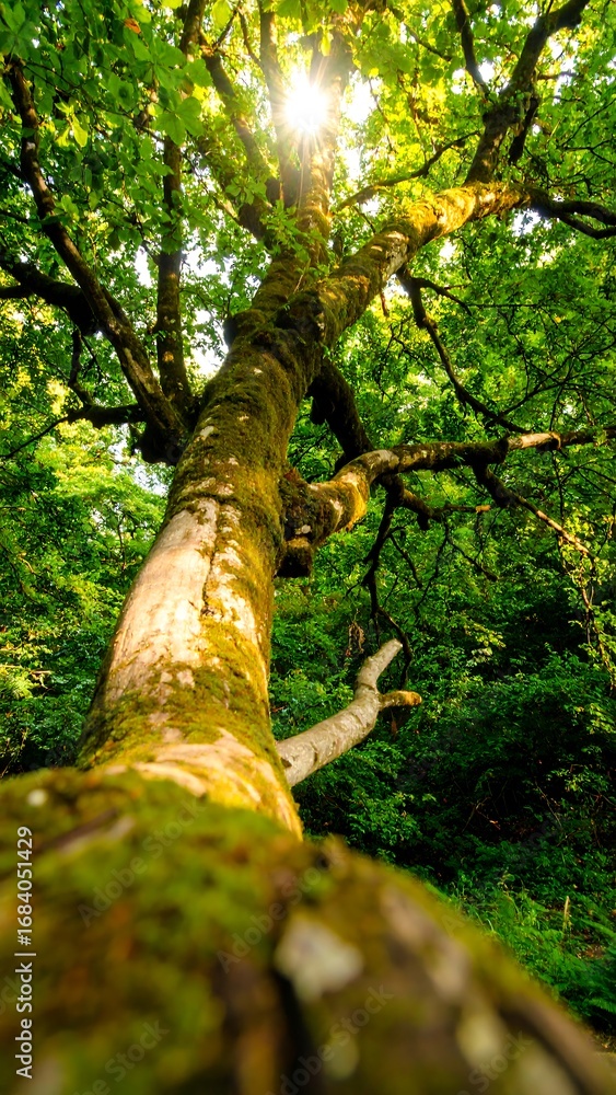 Fototapeta premium Sunlight through lush forest canopy