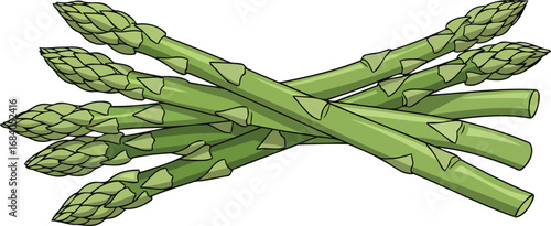 fresh green asparagus stalks a vibrant spring vegetable illustration