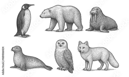 Hand drawn engraving style art of arctic and antarctic wildlife animals