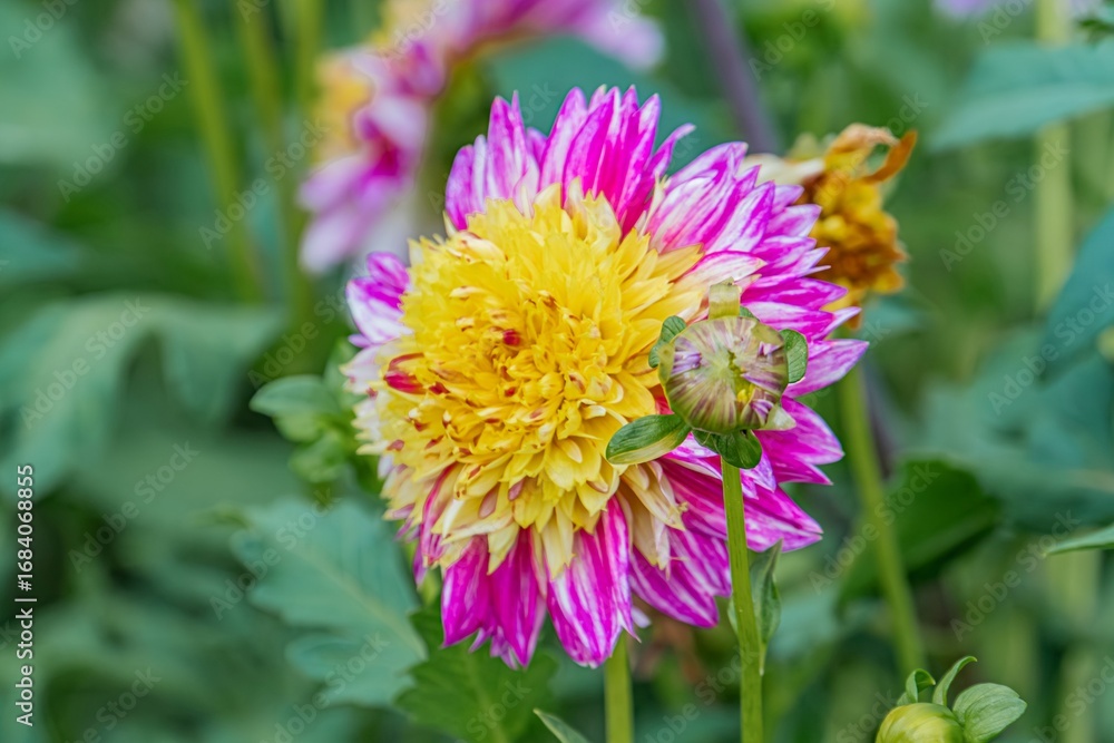 Fototapeta premium Vibrant pink-to-yellow flower with detailed texture against a green leaf backdrop, soft lighting a