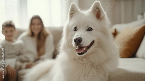 Samoyed Dog's Warm Family Life