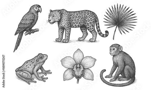 Detailed engraving of tropical wildlife and plants including parrot, leopard, and monkey