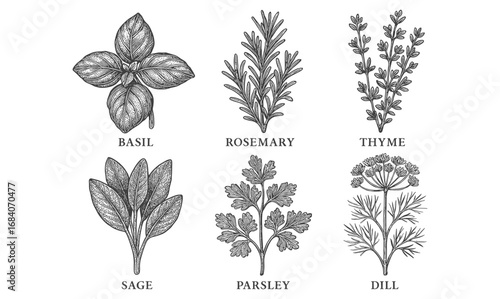 Herb collection with detailed engraving style: basil, rosemary, thyme, sage, parsley, dill
