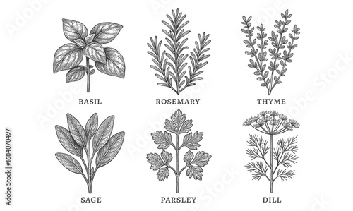 Herb collection featuring basil, rosemary, thyme, sage, parsley, and dill in detailed sketch style