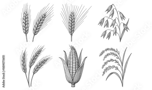 Hand drawn cereals and grains set featuring wheat, oats, corn, and rice