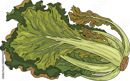 vibrant green bok choy illustration fresh vegetable, culinary ingredient, healthy eating