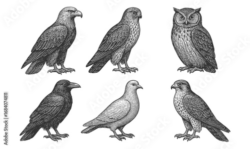 Detailed black and white engraving of birds: eagle, owl, crow, dove, falcon