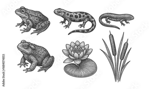 Intricate amphibians and aquatic plants: vintage animal sketch collection