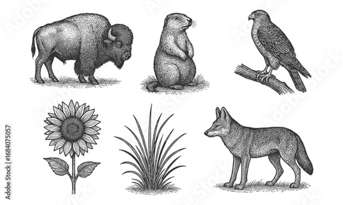 Hand drawn wildlife and nature elements: bison, prairie dog, hawk, wolf, sunflower