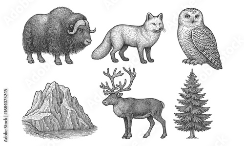 Detailed vintage animal and nature engravings featuring arctic wildlife