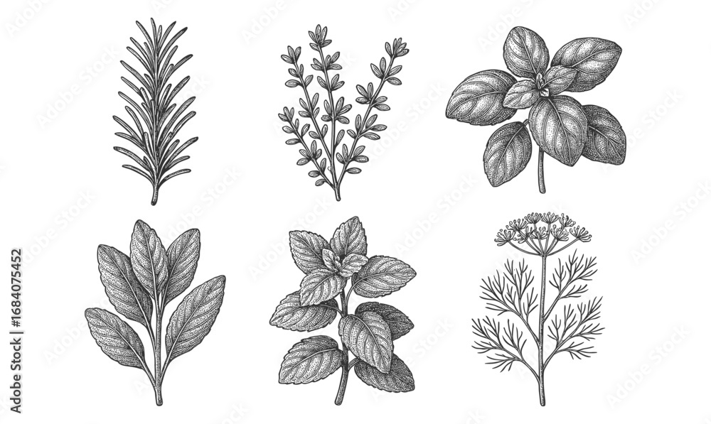 Obraz premium Herbal sketch collection: detailed black and white botanical drawings