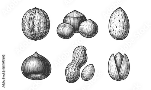 Hand drawn nut collection: walnut, hazelnut, almond, chestnut, peanut, pistachio sketches