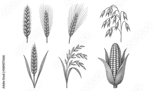 Hand drawn botanical sketches of wheat, oats, and corn plants