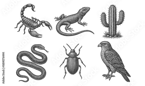 Vintage ink drawings of desert wildlife and flora featuring scorpion, lizard, cactus, snake, beetle, and hawk