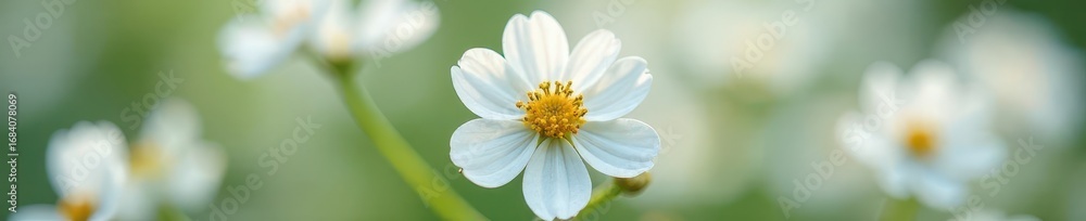 Fototapeta premium Closeup of intricate white gypsophila details , texture, fine, petals