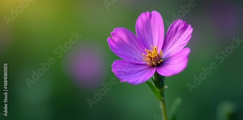 Single vibrant purple flower, green stem, close-up, nature, detail
