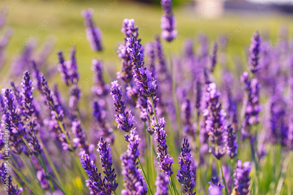Naklejka premium Close up, macro view of vibrant purple lavender flowers in soft evening sunlight. Golden light, delicate texture and fragrant essence of blooming plants in full summer. Natural background, lanscape