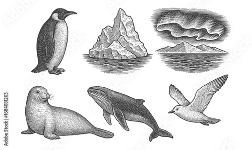 Intricate vintage engravings of arctic wildlife and landscapes