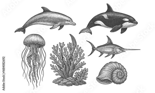Hand drawn marine life: dolphins, orca, jellyfish, coral, swordfish, shell