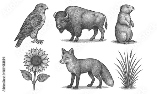 Detailed pencil sketch of wildlife and nature elements: owl, bison, prairie dog, sunflower, fox, grass