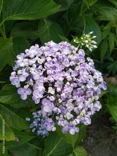 purple hydrangea flower