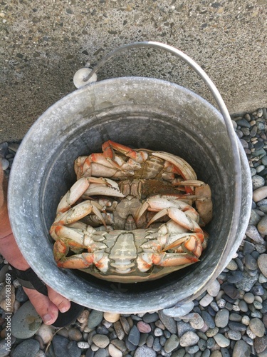 Crab in Bucket