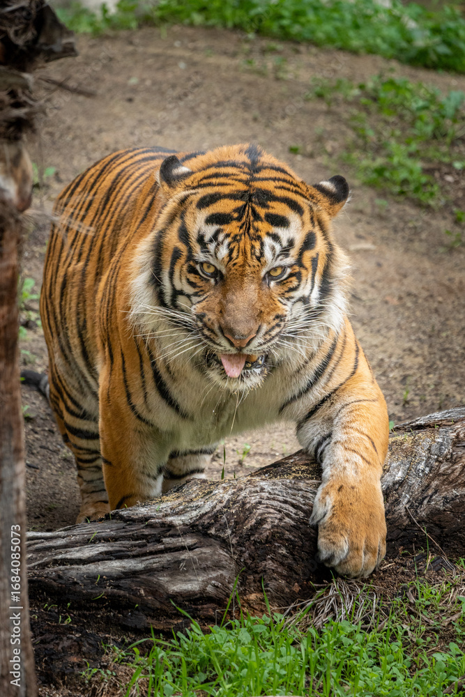 Naklejka premium Bengal Tiger Showing Teeth While Standing in Forest Habitat