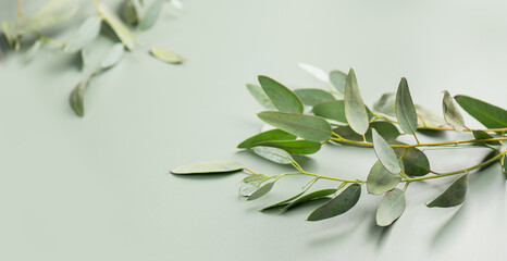 Eucalyptus plant leaves. Fresh Eucalyptus close up, on green background. Essential oil, aromatherapy. Medical plant, border art design of fresh leaves. 