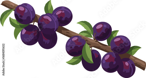 ripe plums on branch a delightful harvest illustration