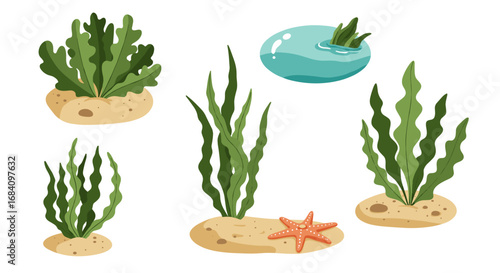 Underwater plants and ocean elements collection with seaweed and sand