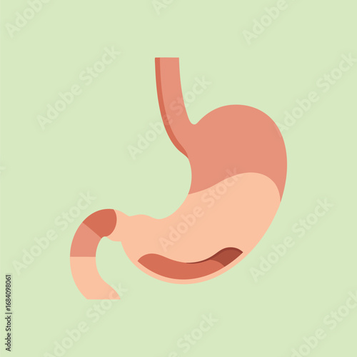 Stomach Anatomy Illustration for Human Digestive System
