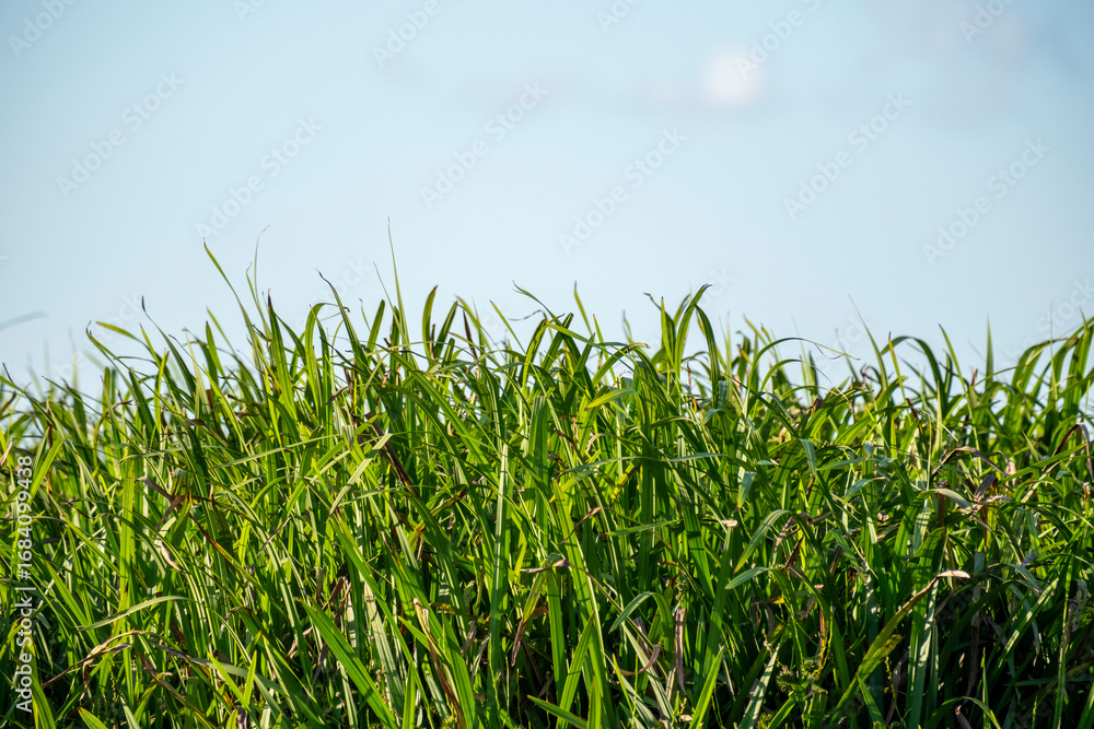 Obraz premium A vibrant patch of green grass under a clear blue sky with a faint moon in the background. The lush vegetation symbolizes growth, nature, and the calmness of open countryside scenery.
