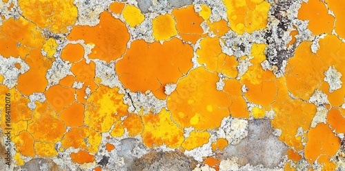 Discover patterns, orange lichen growth on stone surface creates a vivid texture.