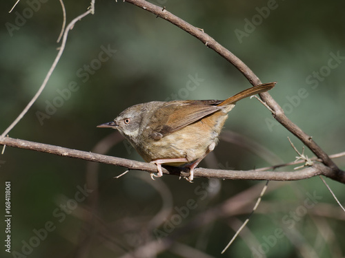 Photos White-browed Scrubwren (Sericornis frontalis) perched on a thin branch in Australian scrub