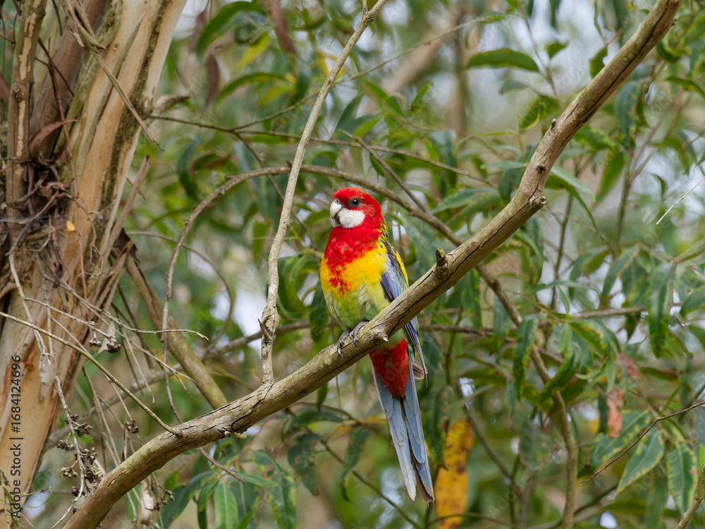 Fototapeta premium Eastern Rosella (Platycercus eximius) perched in a Eucalyptus Tree.