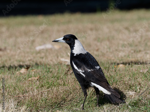 Wallpaper Mural Australian magpie (Gymnorhina tibicen) standing alone on grass Torontodigital.ca