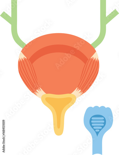 Illustration of Human Urinary Bladder Anatomy with Urethra and Ureter