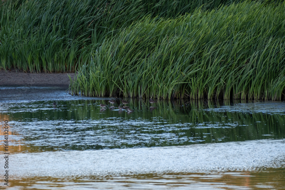 Fototapeta premium Vibrant green reeds dramatically bend over the reflective, calm surface of a pond or marshland. The image captures the lush textures and tranquil beauty of a wetland habitat at dusk or dawn.
