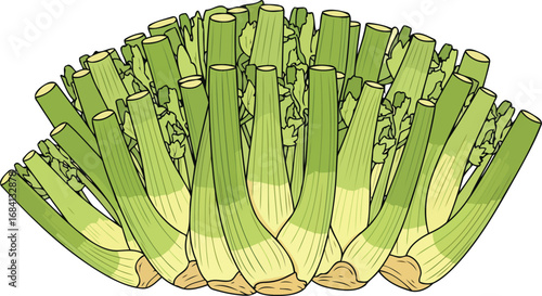 vibrant green celery stalks fresh harvest illustration for culinary and healthy eating designs