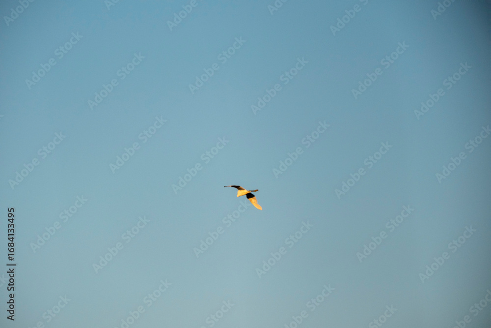 Fototapeta premium A single waterbird, illuminated by a warm glow, soars alone across a vast, slightly hazy light-blue sky. The minimalist, focused composition emphasizes the quiet beauty and isolation of the aerial jou