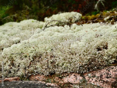 Star-tipped cup lichen (Cladonia stellaris) or star reindeer lichen in pine forest. An ecologically important species of cup lichen. Uppsala country, Sweden
